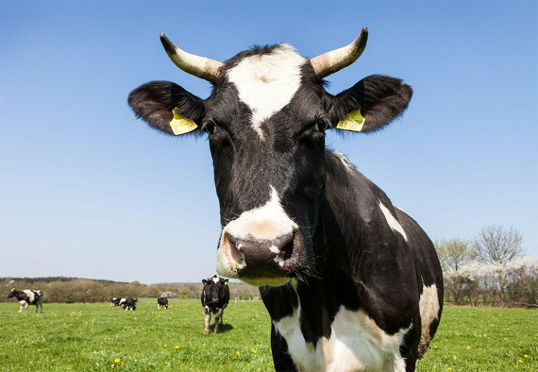 Ecvi Electronic CVI & Animal Health Certificates | Vet Sentry